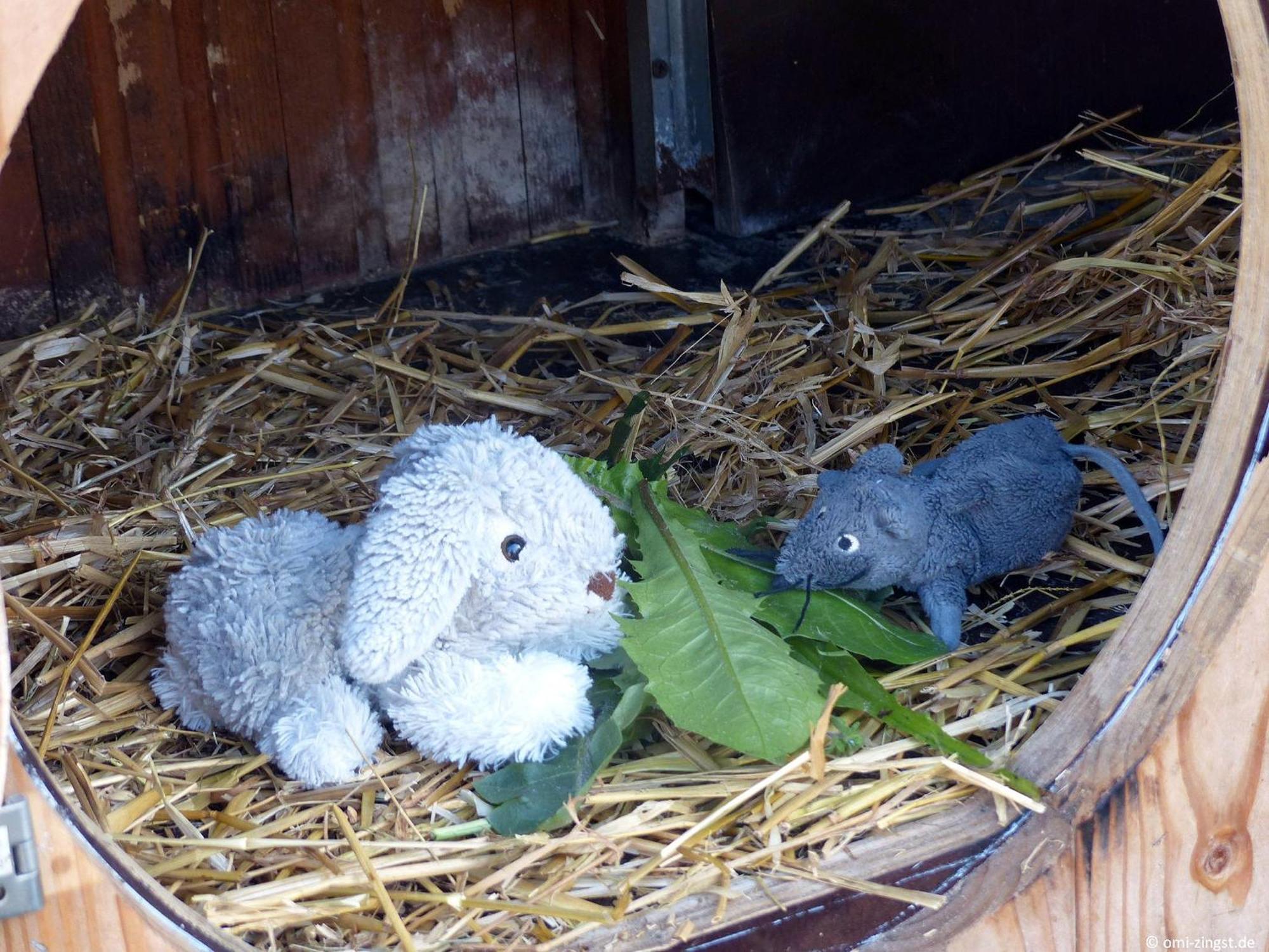Omi-Zingst - Haus Doraヴィラ エクステリア 写真